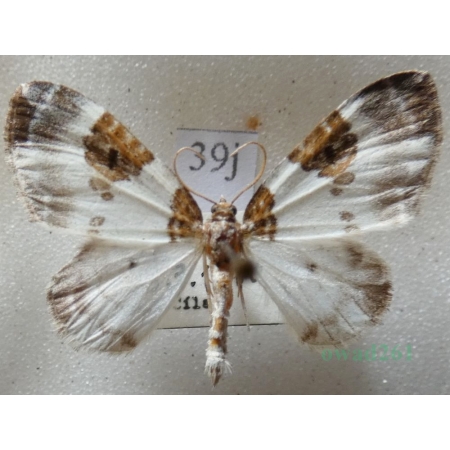 Plemyria rubiginata (Denis & Schiffermüller, 1775) Paśnik rudoplamek Czech39j